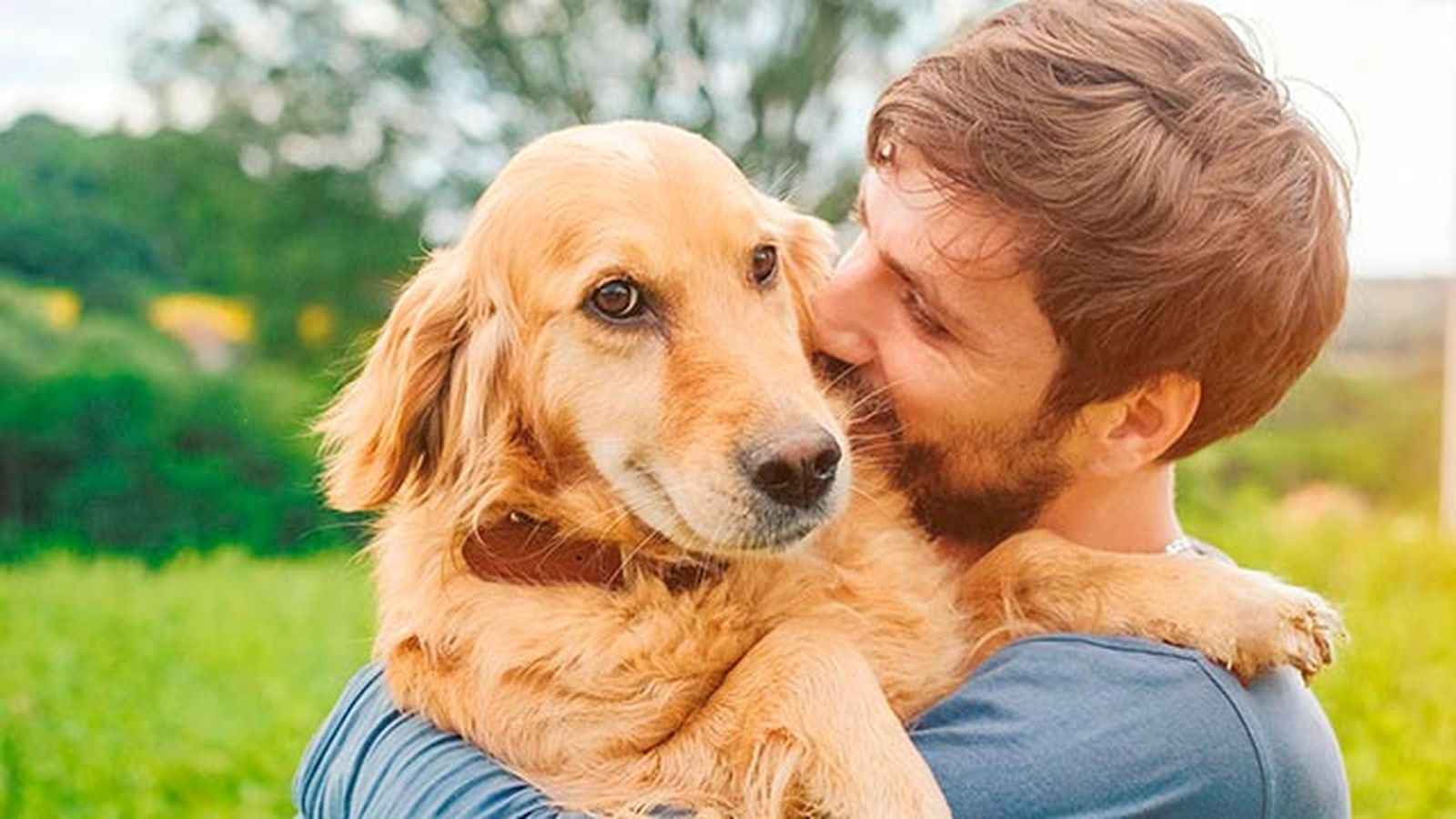 evitar perro destroce casa 5