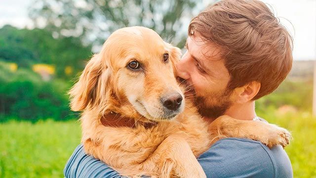 evitar perro destroce casa 5