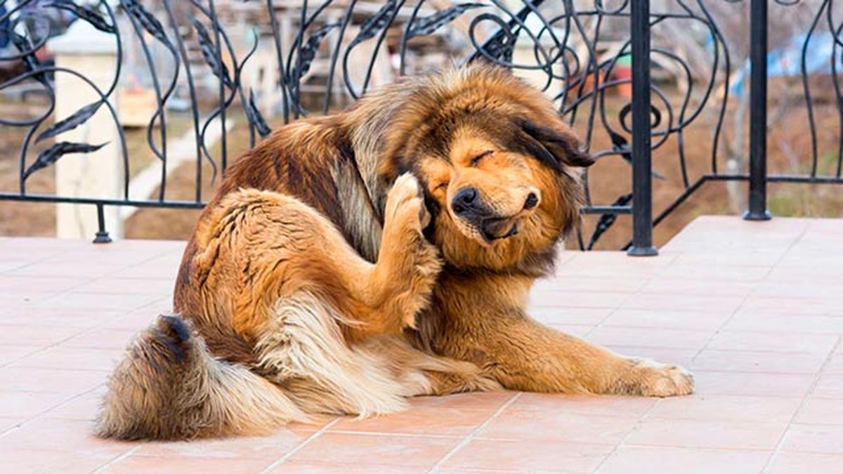 remedios caseros para mascotas