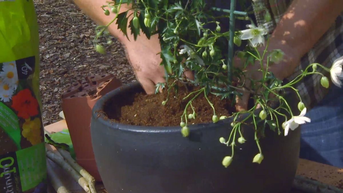 decogarden 653 variedad clematies paso 1