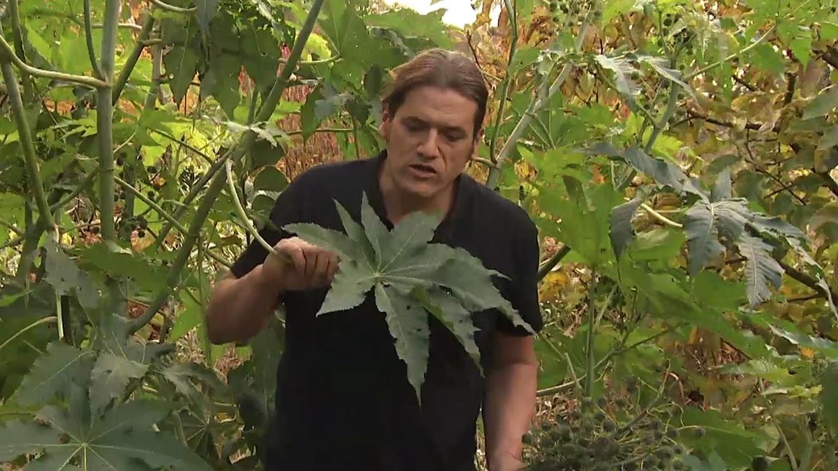 deco 757 jardin ricino verde hojas