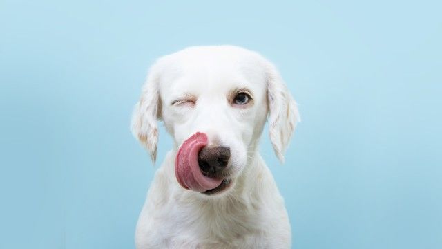 mi perro tiene la nariz seca 7