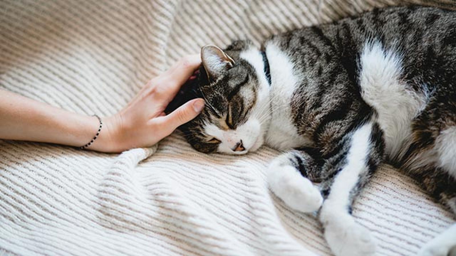 gato dormido