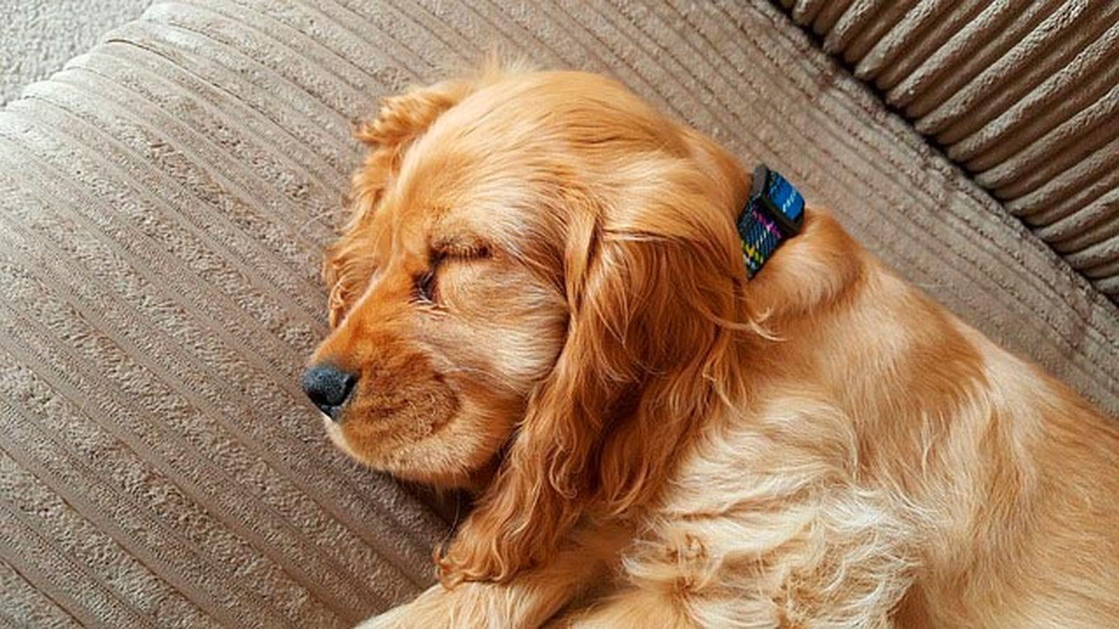 cocker dormido