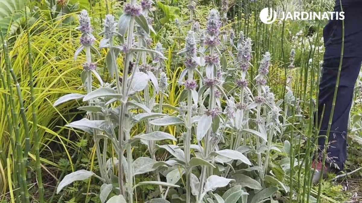 stachys lanata en el estanque jardin lurgarden jardinatis