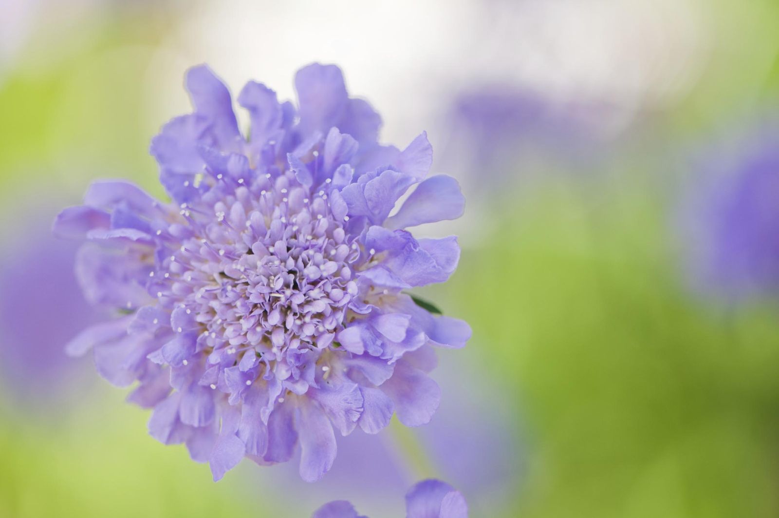 scabiosa