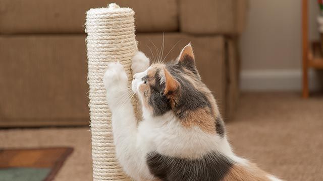 rascador casero gatos 3