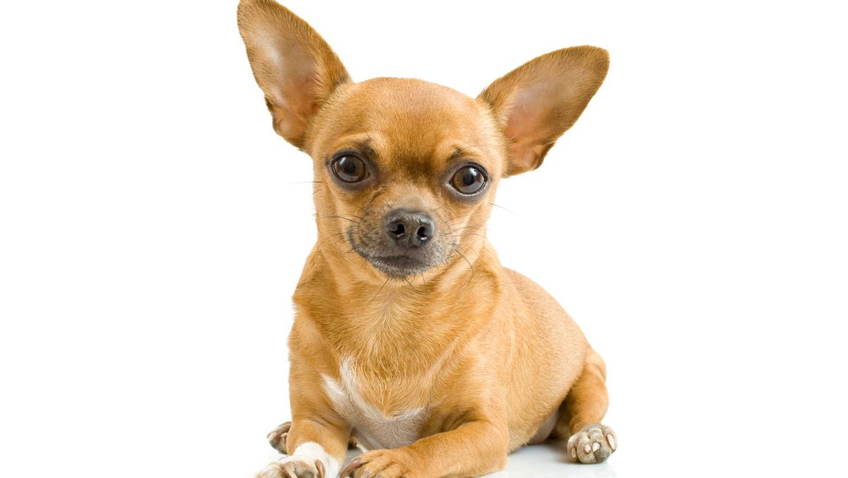 chihuahua