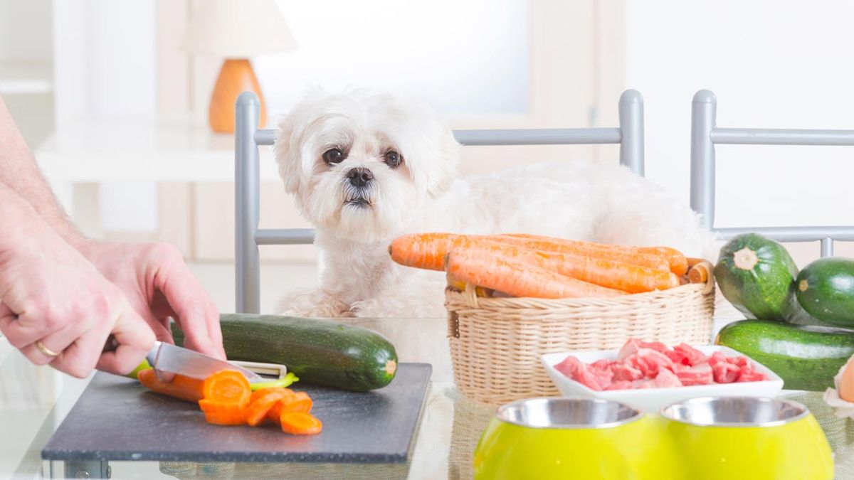 comida sostenible perros portada