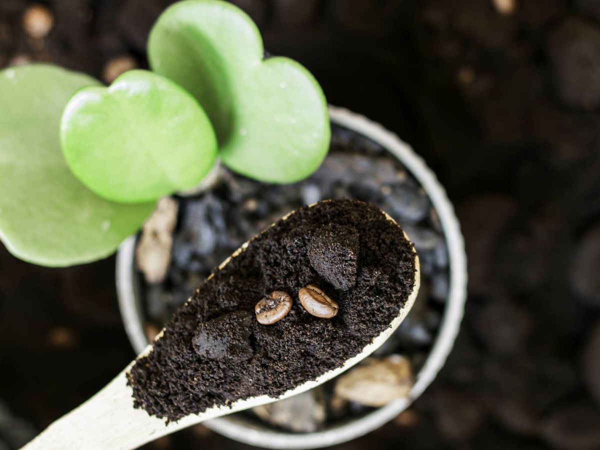 Posos de café en una cuchara