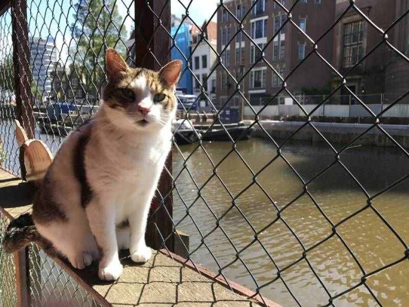 El barco de los gatos es un auténtico santuario vital para los felinos necesitados.