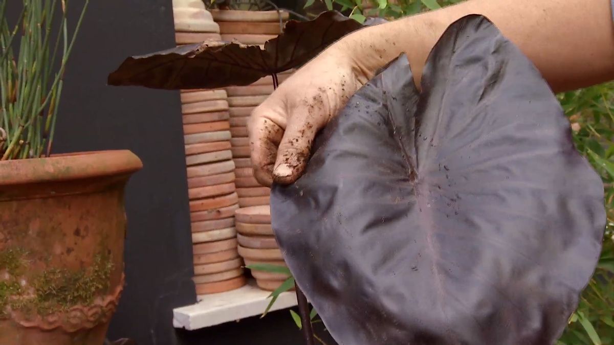 deco 0656 composicion fucsia iresine alocasia black pearl