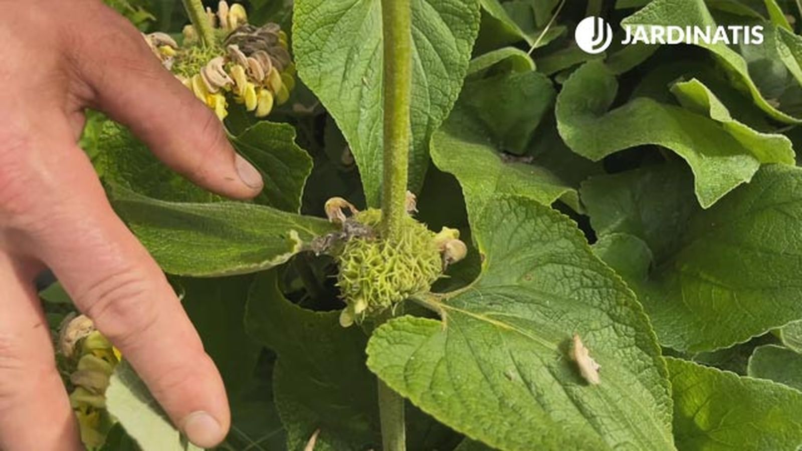 esferas verdes de phlomis russeliana lur garden jardinatis