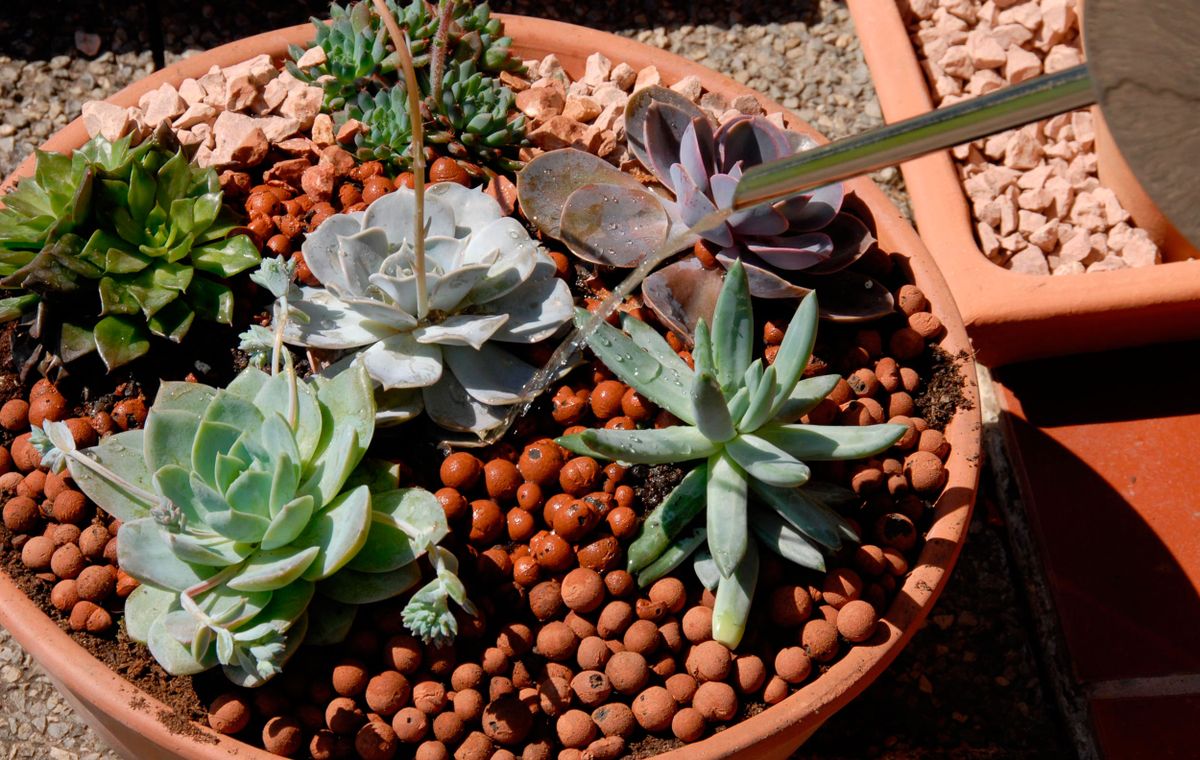 Decogarden 246 composicion plantas crasas macetas 8