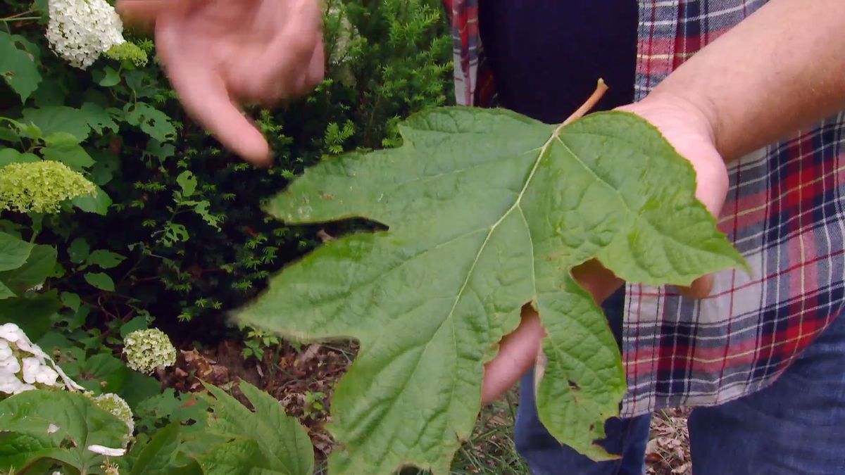 deco 0702 variedades hortensias blancas hoja roble hoja