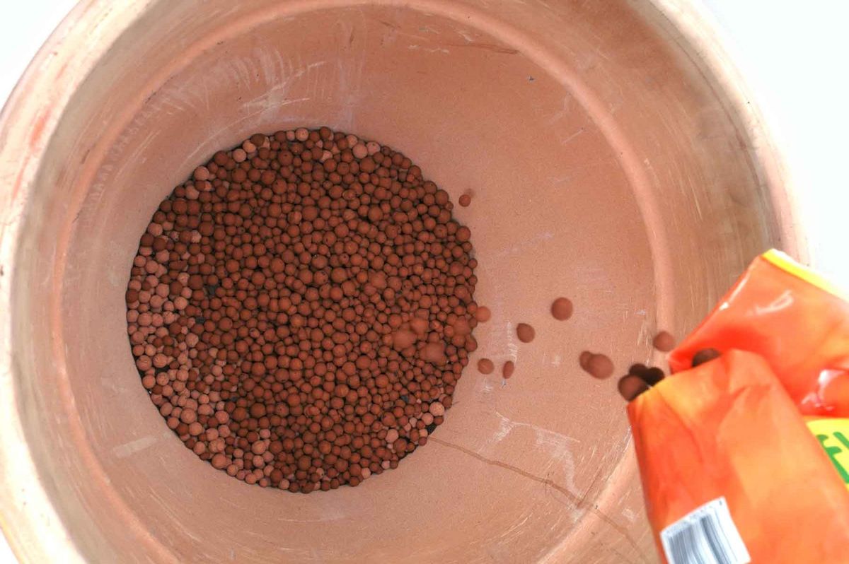 Sauce llorón en maceta paso 1