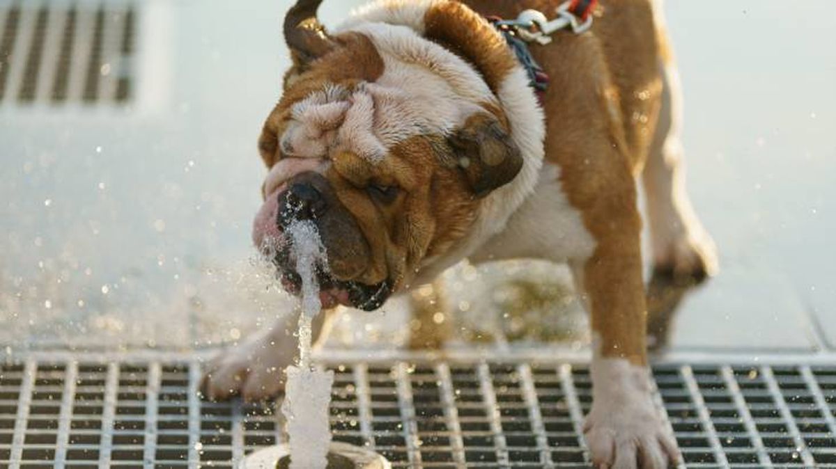 ciudad dogfriendly espana factores