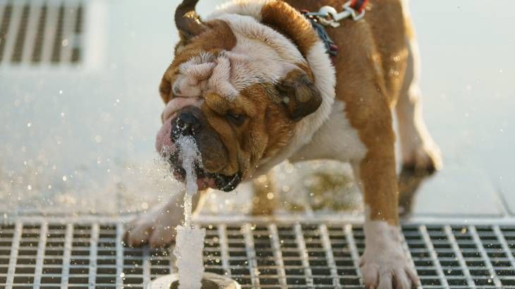 ciudad dogfriendly espana factores