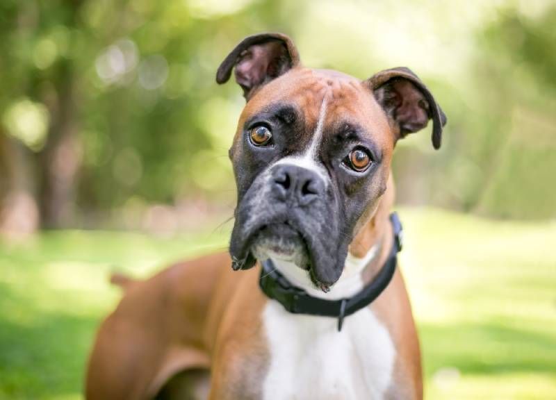 El Bóxer es una raza de perro tipo moloso cuyo origen se encuentra en Alemania.