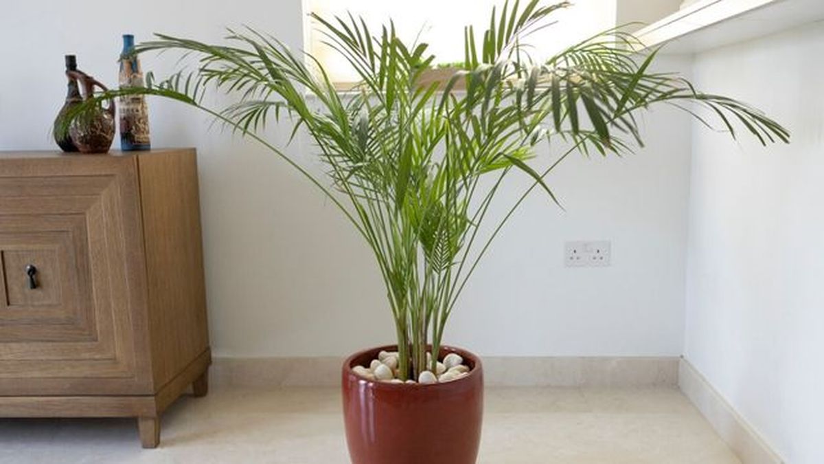 palma de bambu en la habitacion