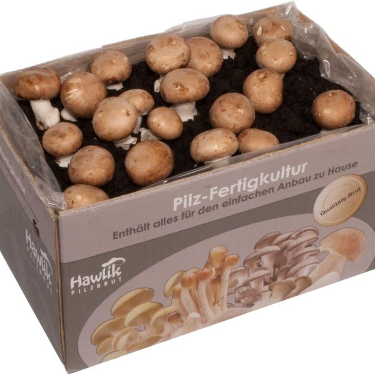 Kit autocultivo de champiñones de Hawlik Pilzbrut