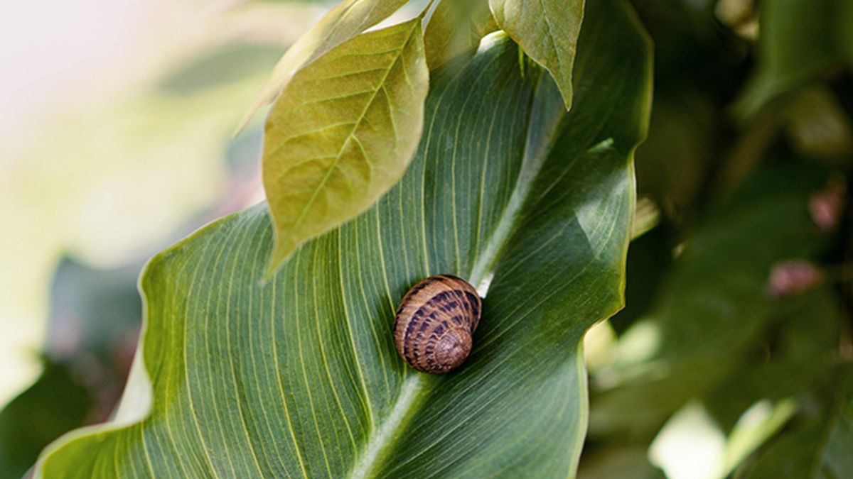 caracoles y babosas en hojas lirio de agua cala