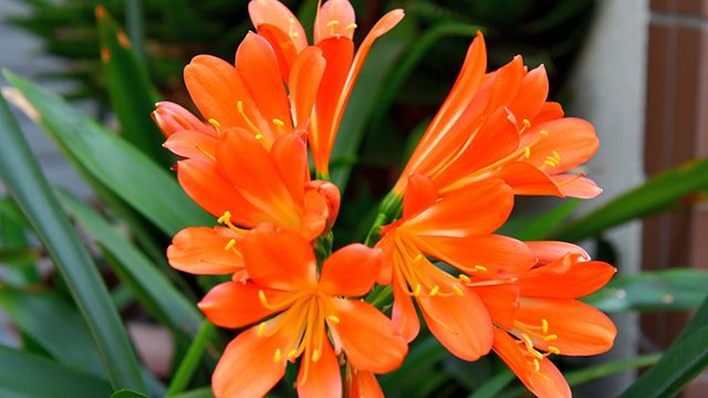 clivia miniata planta de interior con flor jardinatis