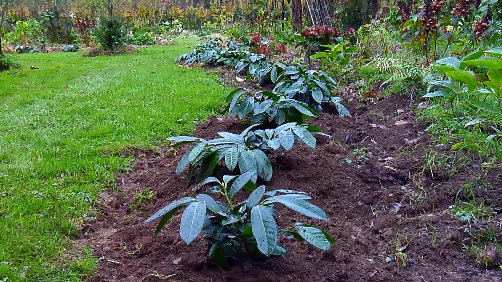 BRICO_JARDIN_854_Laurel cerezo variedades plantacion xl