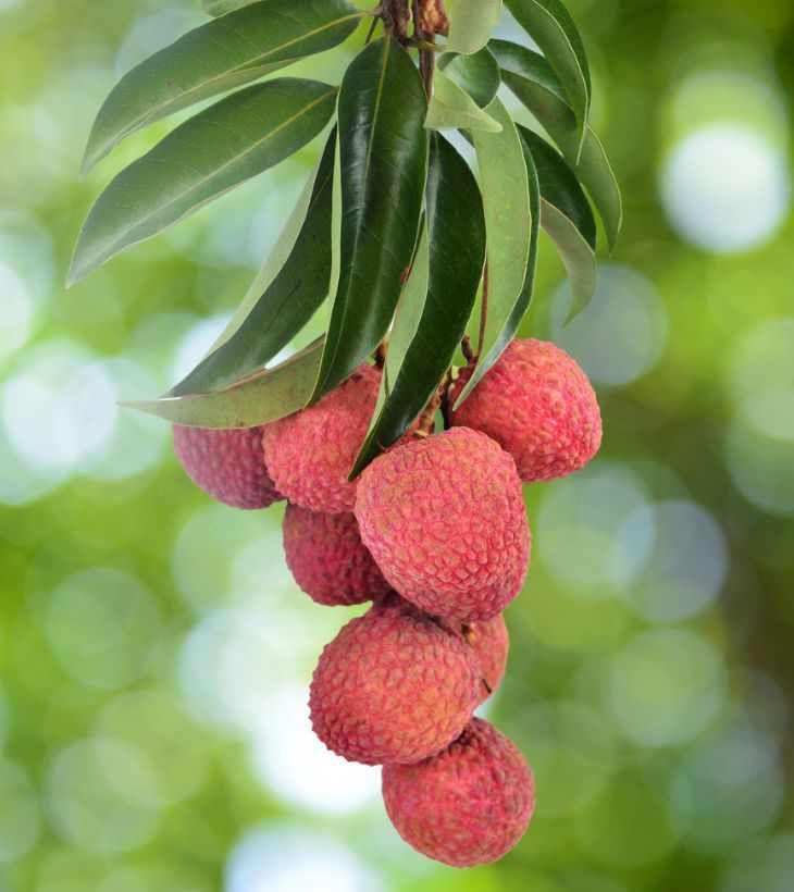 Frutos de lichi
