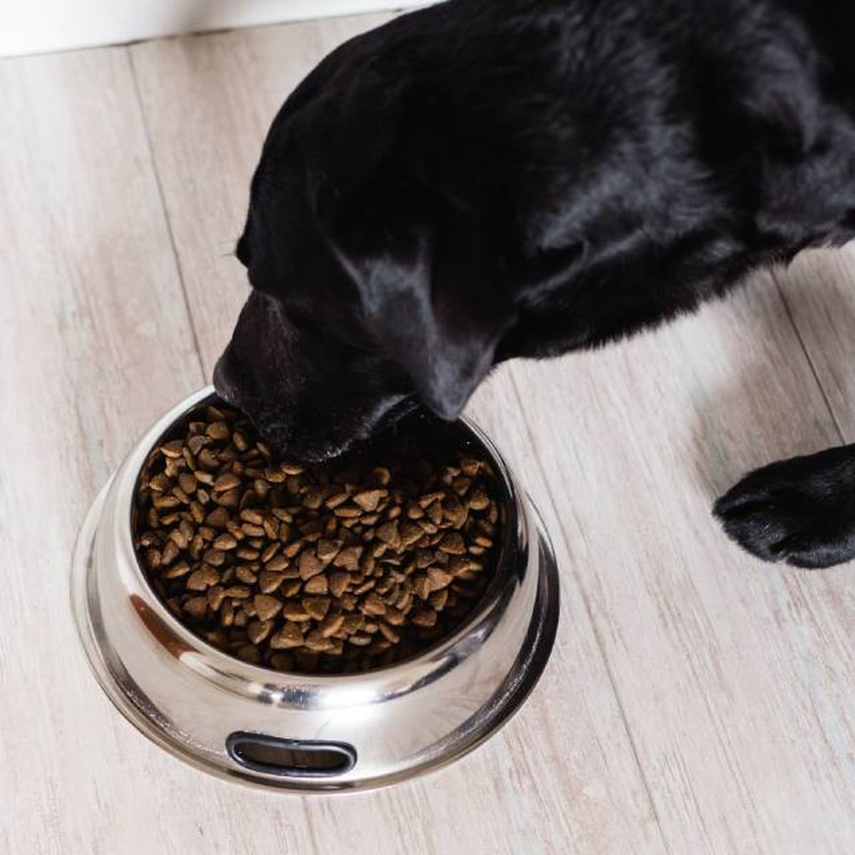 productos para perros mas vendidos amazon pienso perro