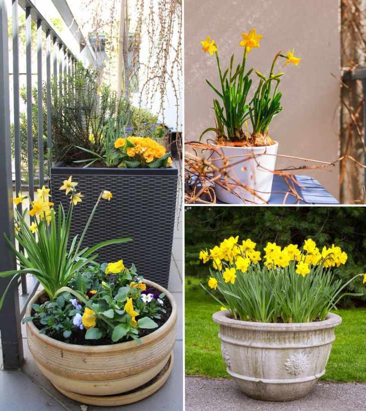 cuidados planta narciso maceta