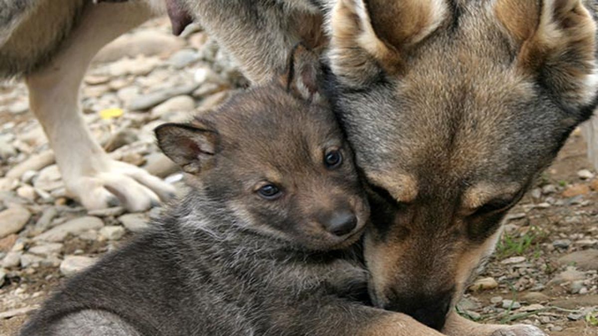 lobo herreño con su bebe