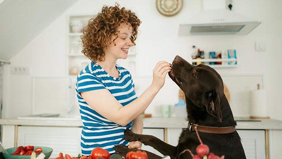 tipos snacks perro 4