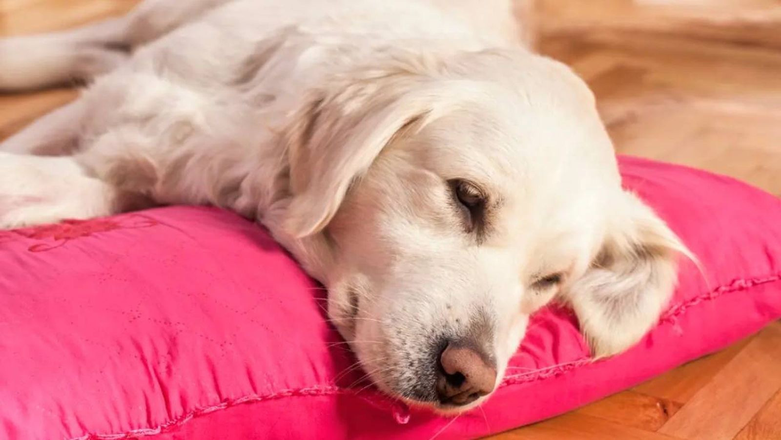 insuficiencia renal en perros (1)