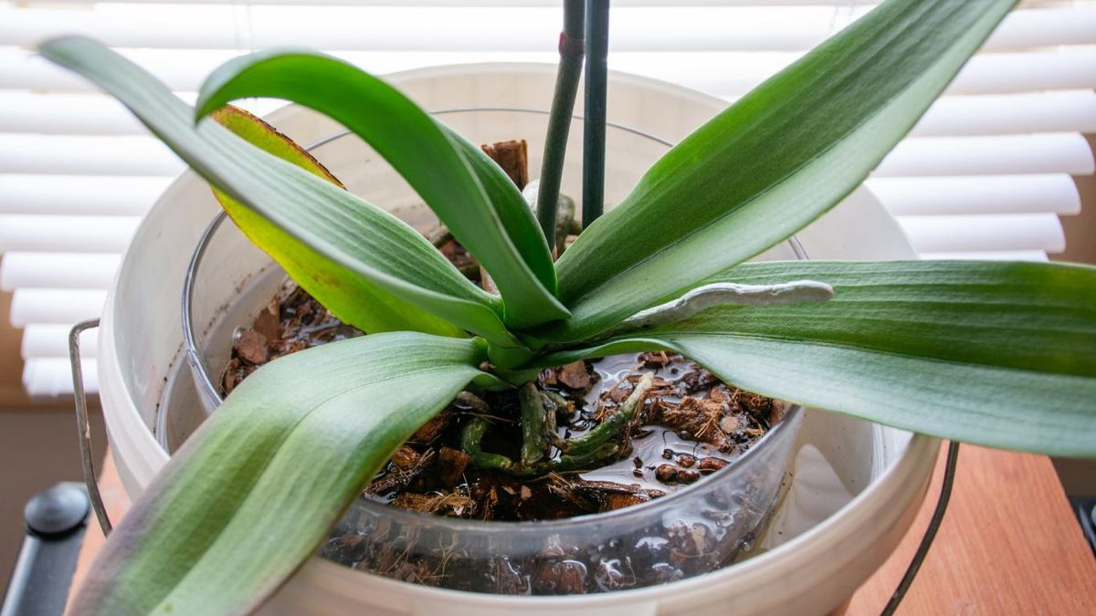 El riego por inmersión garantiza una hidratación uniforme y controlada en ciertas plantas.