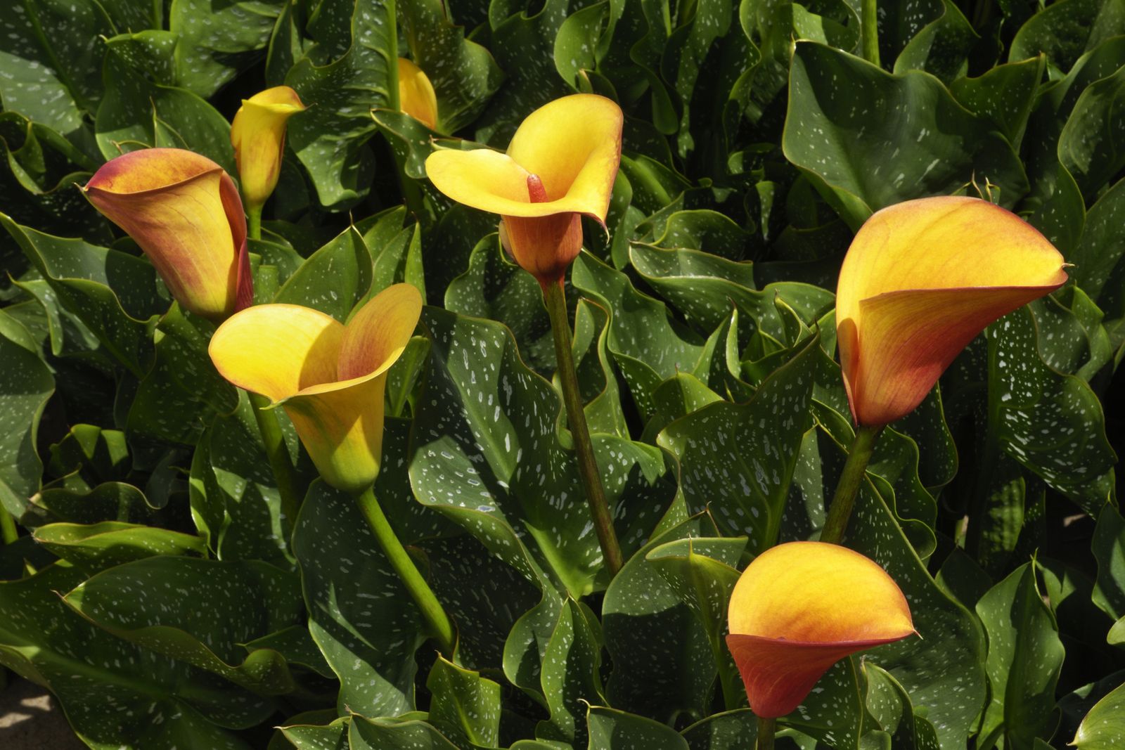 SEGUROLAFB Por que una cala de color amarilla se pone verde