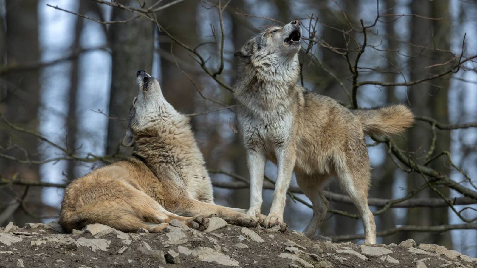 Muchos animales utilizan señales y sonidos para comunicarse, al igual que nosotros.