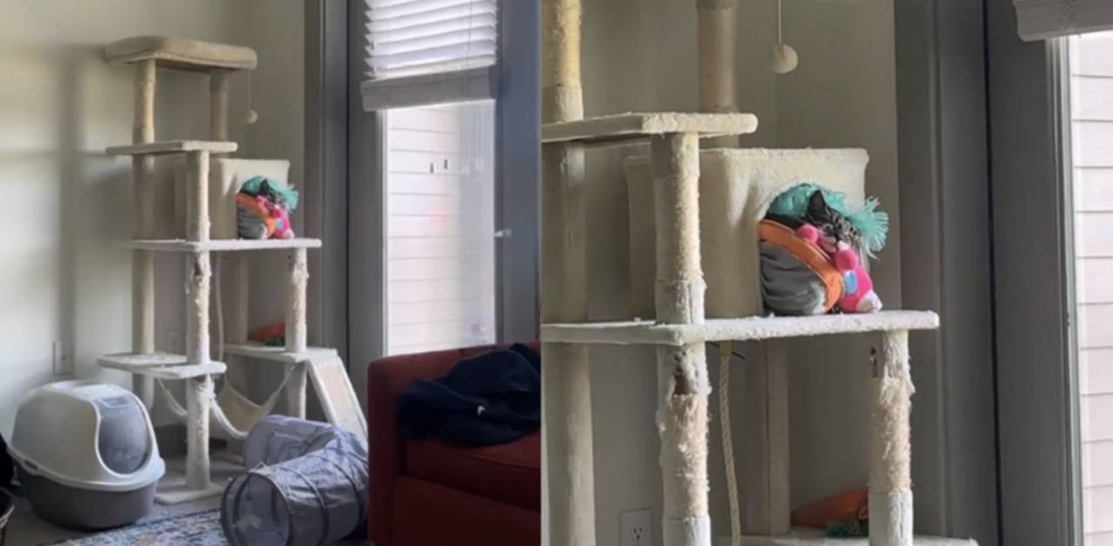 A pesar de estar atrapado entre juguetes, este gato se echó una siesta