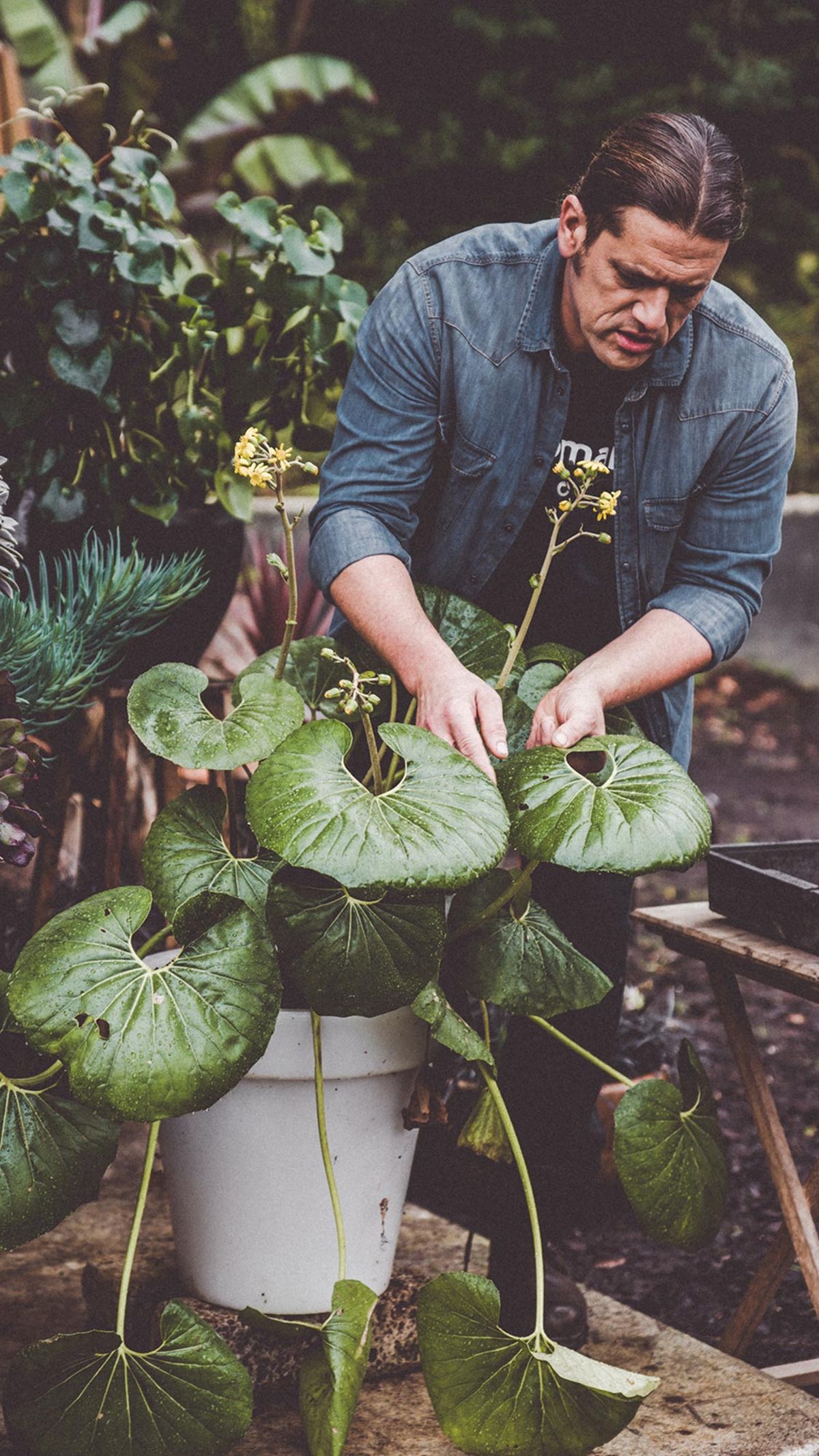 973 boina de vasco vertical