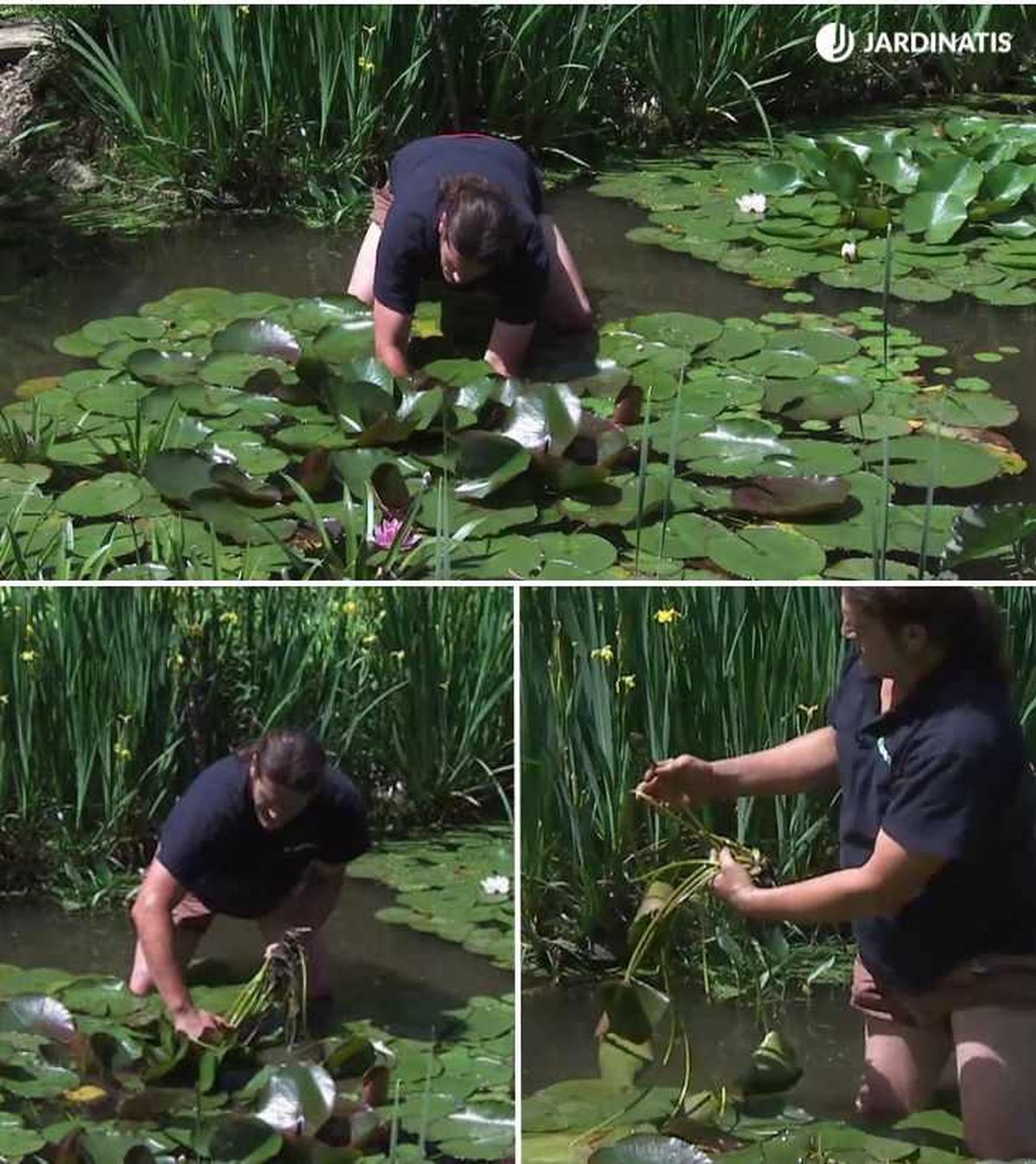Paso a paso de la reproducción del nenúfar