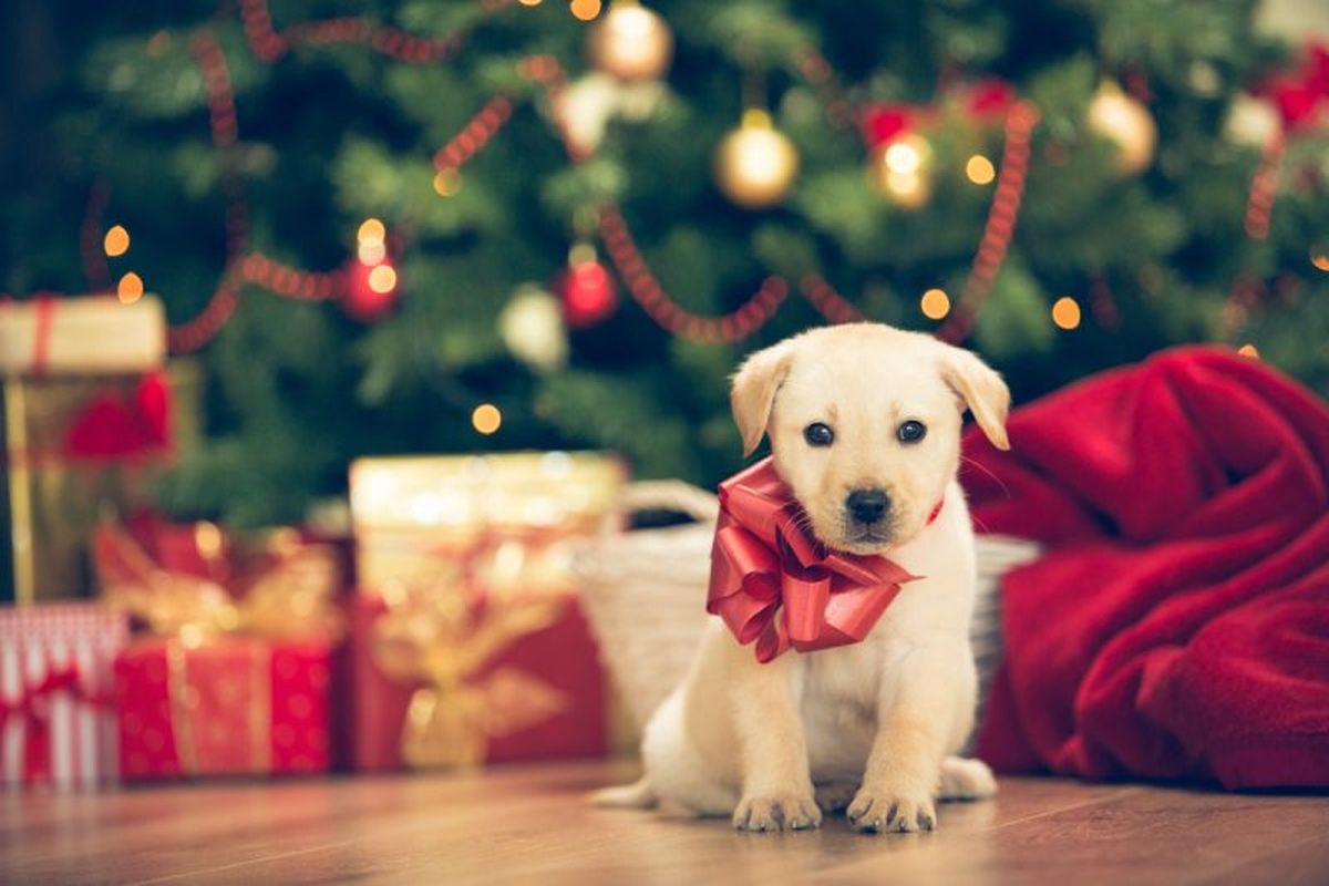 Tres de cada diez perros que se regalan en Navidad son abandonados