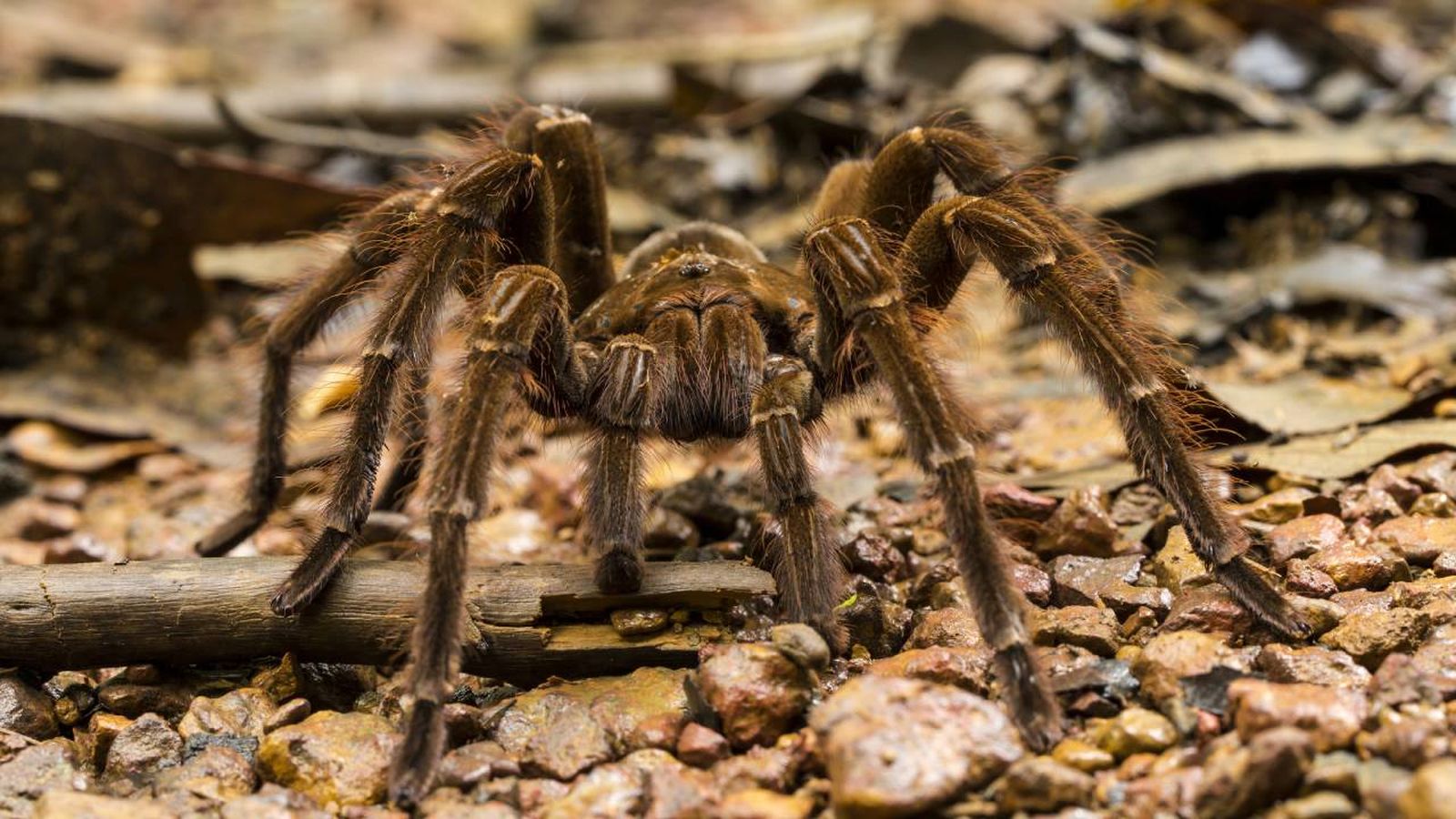 tarantula goliath heraphosa blondi arana mas grande del mundo