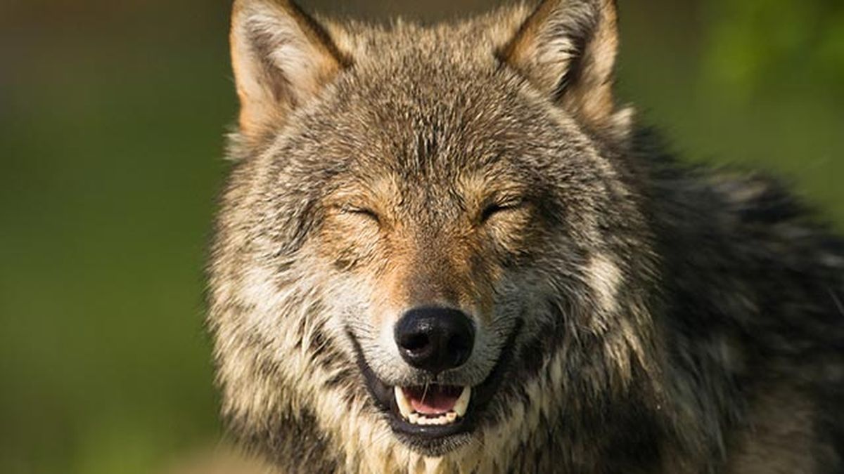 animales felices 4 lobo