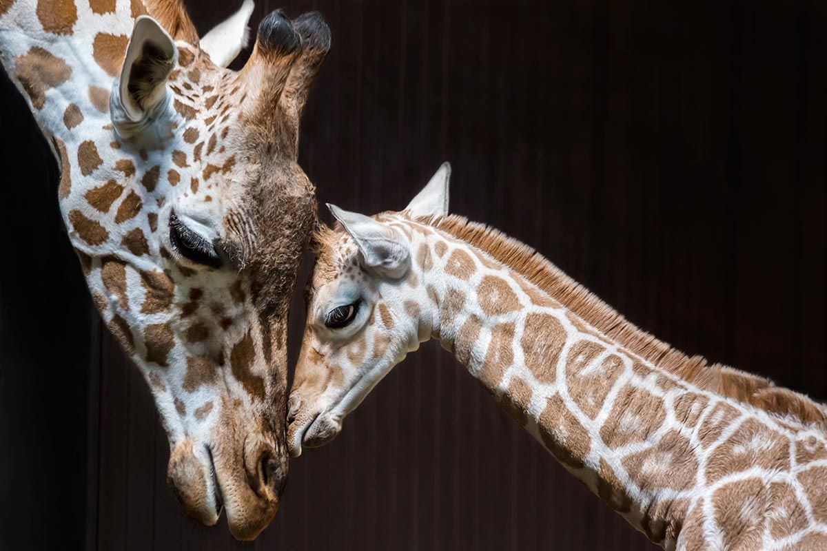 madres reino animal jirafa