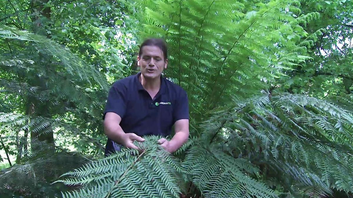 deco 778 helecho arboreo discksonia antartica hojas