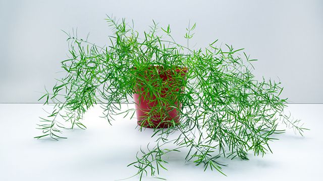 Asparagus sprengeri