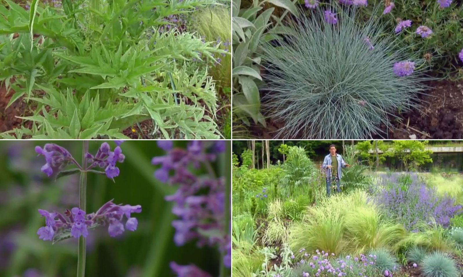 Parterre de plantas vivaces azules, lilas y grises