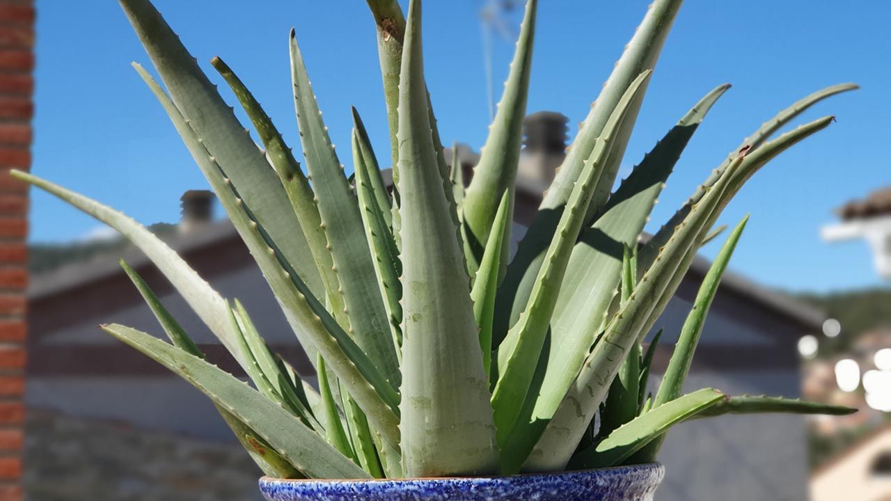 caracteristicas cuidados aloe vera
