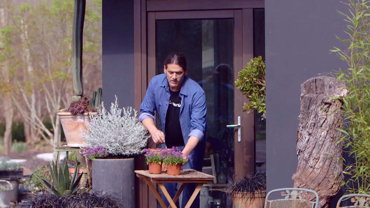 brico 951 3 eremophila nivea plantas follaje blanco plantacion alisum