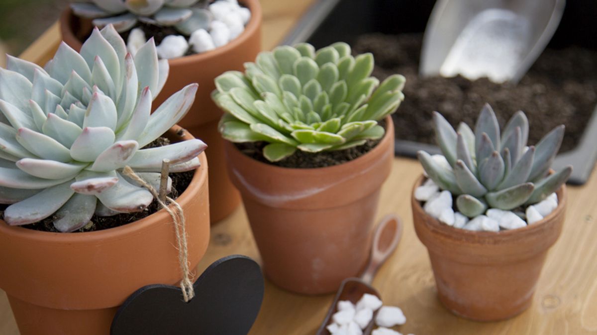 echeverias planta escritorio de la oficina